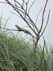 Diploderma polygonatum