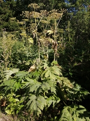 Heracleum dissectum