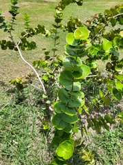 Psidium amplexicaule