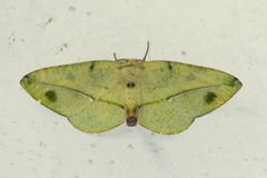 Omiza miliaria