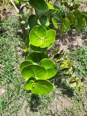 Psidium amplexicaule