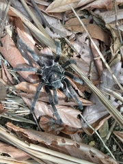 Phormictopus atrichomatus