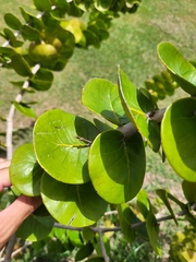 Psidium amplexicaule