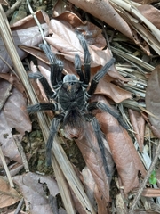 Phormictopus atrichomatus