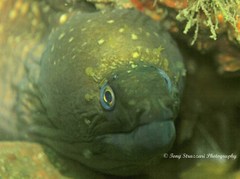 Gymnothorax prionodon