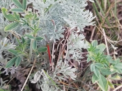 Arcyptera microptera