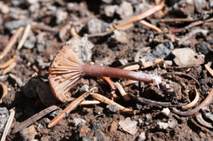 Pseudoomphalina angelesiana