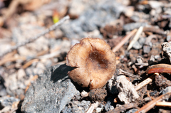 Pseudoomphalina angelesiana