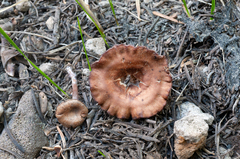 Pseudoomphalina angelesiana