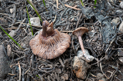 Pseudoomphalina angelesiana