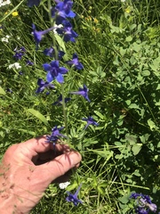 Delphinium nuttallii