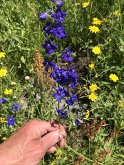 Delphinium nuttallii