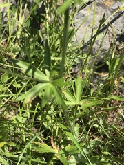 Delphinium nuttallii