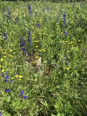 Delphinium nuttallii