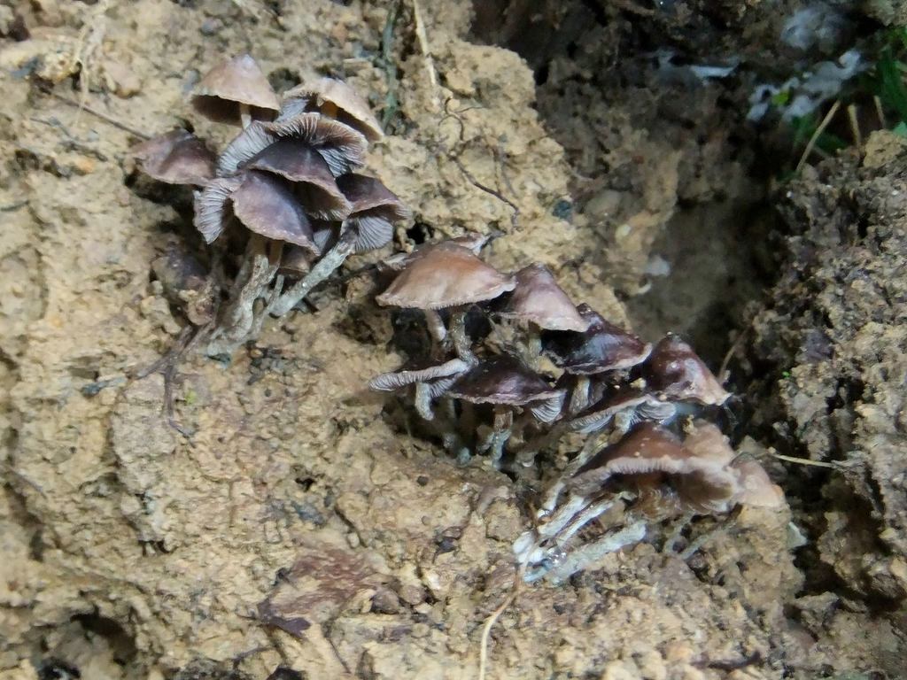 Psilocybe subcaerulipes · June 2018 · photo: © alan_rockefeller (iNaturalist, cc-by-sa)