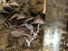 Psilocybe subcaerulipes