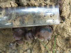 Psilocybe subcaerulipes