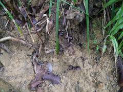 Psilocybe subcaerulipes