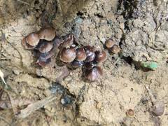 Psilocybe subcaerulipes