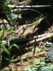 Festuca subulata