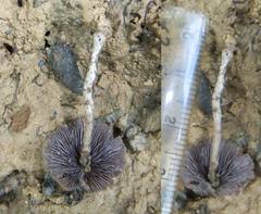 Psilocybe subcaerulipes