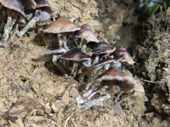 Psilocybe subcaerulipes