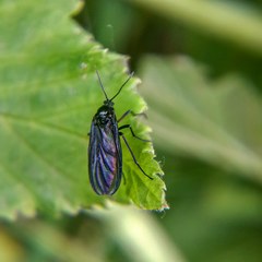 Sciara hemerobioides