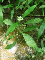 Asclepias perennis