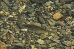 Kuhlia marginata