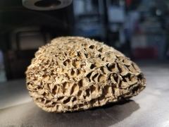 Morchella exuberans