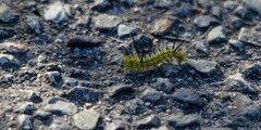 Lophocampa mixta