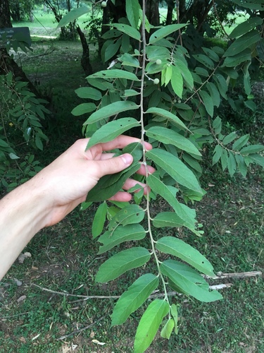 Grewia mollis