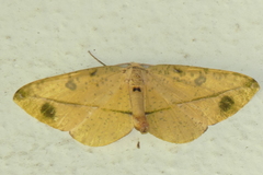 Omiza miliaria