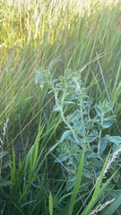 Lithospermum parviflorum