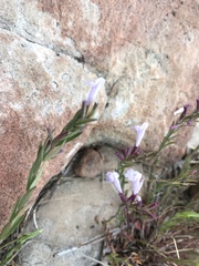 Hedeoma hyssopifolia