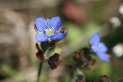 Veronica triphyllos