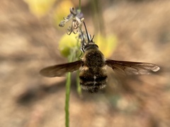 Bombylius lancifer