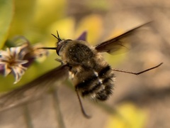 Bombylius lancifer