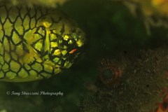 Cleidopus gloriamaris