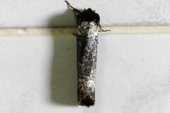 Phalera argenteolepis