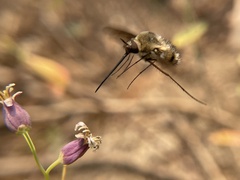 Bombylius lancifer