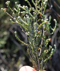 Erica rigidula