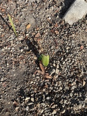 Washingtonia robusta