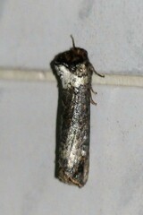 Phalera argenteolepis