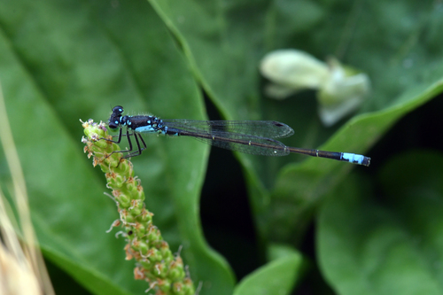 Plains Forktail photo 2