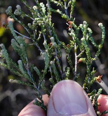 Erica rigidula