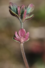 Veronica triphyllos