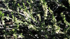 Erica inaequalis