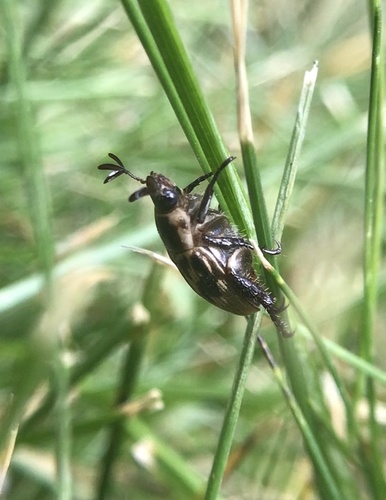 Oriental beetle