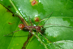 Myrmecium